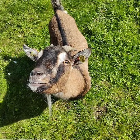 Biohof Bernhard 팜스테이