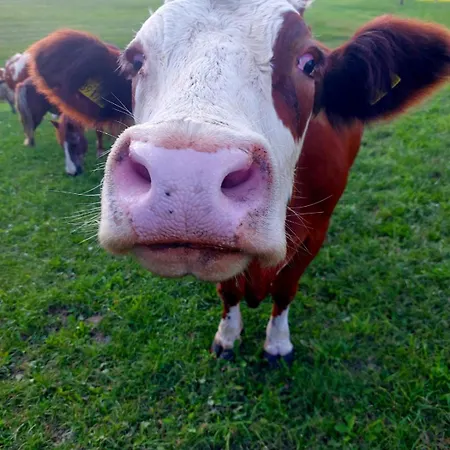 בית חווה Biohof Bernhard *