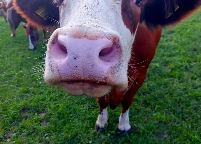 Feriegård Biohof Bernhard *