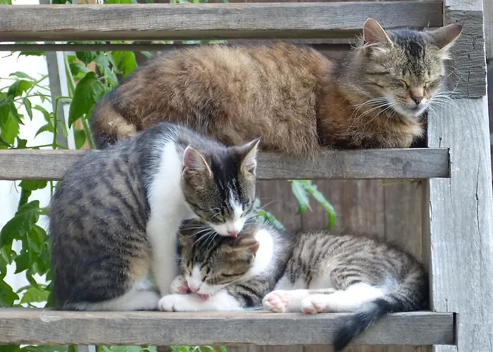 Feriegård Biohof Bernhard *