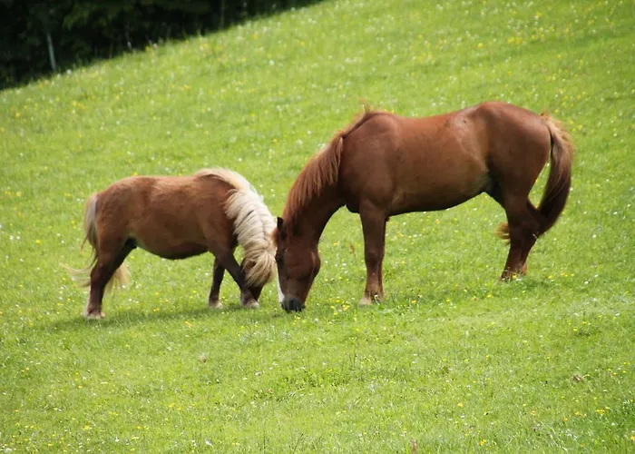 Biohof Bernhard * Unterweissenbach